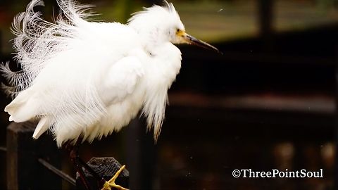 Puffy Egret This Snowy Egret got a little explody showing off is beautiful plumage at Brookgreen Gardens in South Carolina. Though these animals are not wild, Brookgreen Gardens is a great place to see some indigenous species in a (semi) natural habitat. Aviary,Birds,Egret,Egretta thula,Geotagged,Snowy Egret,United States,Water Birds,avian,plumage,south carolina
