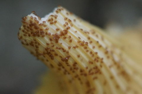 Mushroom Mites Went for a fungus hunt at Arcadia Wildlife Sanctuary in Easthampton, MA.  When I picked the mushrooms I found these guys clinging to the underside.  I believe they are predatory mites, but I'm no expert. Fungus,Geotagged,Insects,Macro,Mushrooms,Summer,United States,arachnids,mites,mushroom