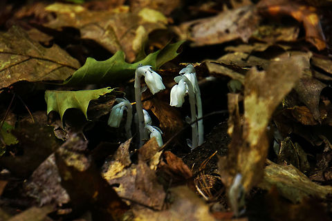 Ghost Pipes I believe these are ghost pipes, but before I set the species I'd rather have someone confirm that for me.  According to a friend these guys only grow under hemlock trees and lack any natural chlorophyll. Canadian Hemlock,Geotagged,Ghost Plant,Monotropa uniflora,Parasite,Summer,United States,plant