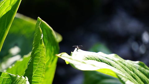 The humble ant surveying its domain I think this is a carpenter ant, I based that on its relative size and the shape off its antennae.  There isn't a very wide variety of ants in Massachusetts.  I happened to find this little guy on a brief jaunt of the beaten path at Mass Audubon's sanctuary in the city, Broad Meadow Brook.  I couldn't get a close up shot of him, as is usually my style, because all I had was my 55-210mm zoom lens but I am still happy with how this turned out.  I love the little things in life but sometimes its good to look at the bigger picture. This was taken back in April 2016 around sunset on my Sony a6 mirrorless camera. Ants,Geotagged,Mass Audubon,Spring,United States,carpenter ant,sony,spring,wildlife,wildlife sanctuary