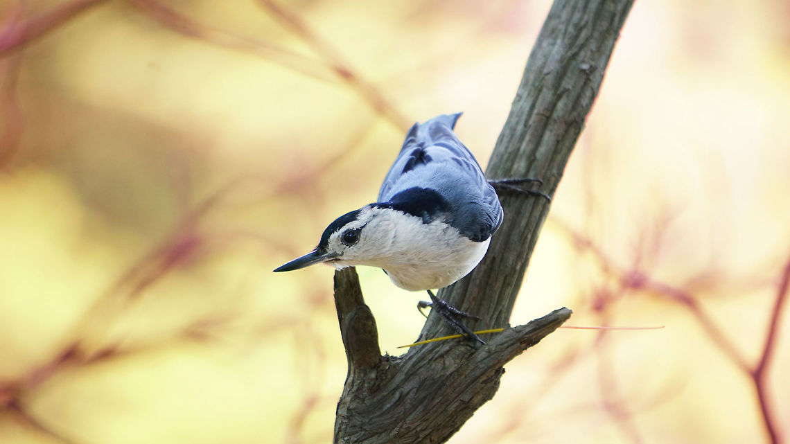White-Breasted Nuthatch This beautiful bird was found at another Mass Audubon gem, Ipswitch River Wildlife Sanctuary.  I can&#039;t begin to explain how breathtaking this sanctuary was.  The diversity of wildlife found there was amazing and these little white-breasted nuthatches were so comfortable with the human presence that they would fly right to you in groups of three or four.  From what I&#039;ve been told a lot of people there like to feed them.  I truly recommend going to this sanctuary if you get the chance. Birds,Blue,Geotagged,Mass Audubon,Sitta carolinensis,Spring,United States,White-breasted Nuthatch,red,sony,summer