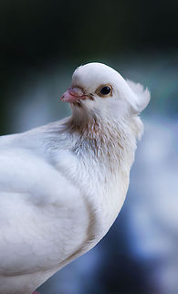 The Domestic Rock Pigeon This is one of the oldest pigeon indigenous breeds, but it is at the same time considered to be the best high flying pigeon in Serbia. It has descended from the Turkish fliers which were accepted by Serbian breeders after the Turks’ retreat from Serbia and interbred with existing pigeon breeds. The basic aim of selection was to develop a pigeon whose flight would be high, long and circular. According to some data, the breed was developed around 1800 in the region of Central Serbia, while the first standard was established in 1972. Its colour varies from white, through all shades of grey, to black. Pigeons of yellow and copper-red colour in all shades are not infrequent. It is characteristic for its long flight which can 
http://www.cepib.org.rs/wp-en/?page_id=205 Bosnia and Herzegovina,Columba livia domestica,Domestic Rock Pigeon,Geotagged