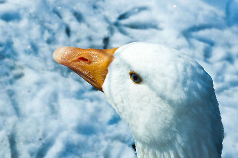 Emden Goose The Emden Goose is a breed of domestic goose. The origins of this breed are thought to be from the [North Sea] region, in the Netherlands and Germany. The eminent author Lewis Wright wrote around 1900 that he was of the opinion that they originated from the town of Emden in Lower Saxony, Germany, although Edward Brown in his 1906 Races of Domestic Poultry believed that the breed was created by crossing the German White with the English White and then, by a process of careful selections, creating the goose as it is today. Others suggest that the English Emden's great weight and size was produced by selective breeding with the Toulouse breed, which was then bred out leaving the large size of this breed. In any case, the continental stock used in breeding the modern birds is most likely descended from the great white landrace of Frisia, which has been attested as early as the 13th century. In German the breed is known as Emder Gans or Emdener Gans; the latter is actually a hypercorrection.
http://en.wikipedia.org/wiki/Emden_goose Anser anser domesticus,Bosnia and Herzegovina,Domestic goose,Geotagged,Winter