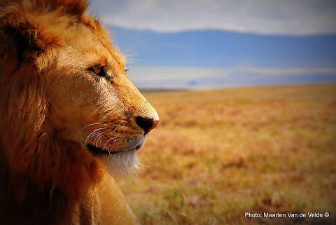Close Encounter with an African Lion in the Ngorongoro Crater in Tanzania This picture was taken on a roadtrip from Belgium to South Africa in the Ngorongoro Crater, part of the Serengeti National Park in Tanzania. Africa,Lion,Ngorongoro Crater,Panthera leo,Tanzania