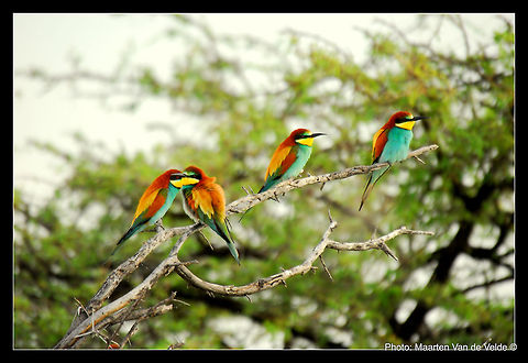 European Bee Eater 4 European bee eaters spotted resting on a branch in Etosha National Park in Namibia in Southern Africa. Africa,Birds,Etosha,European Bee-eater,Fall,Geotagged,Merops apiaster,Namibia