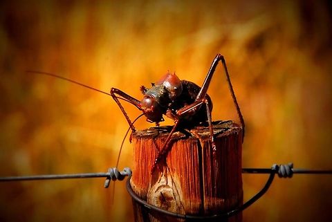 Armoured Cricket Armoured Cricket sitting on a post along the side of the road in Namibia. The road looked like a bloodbath of crickets. Acanthoplus discoidalis,Africa,Armoured Cricket,Geotagged,Insects,Namibia