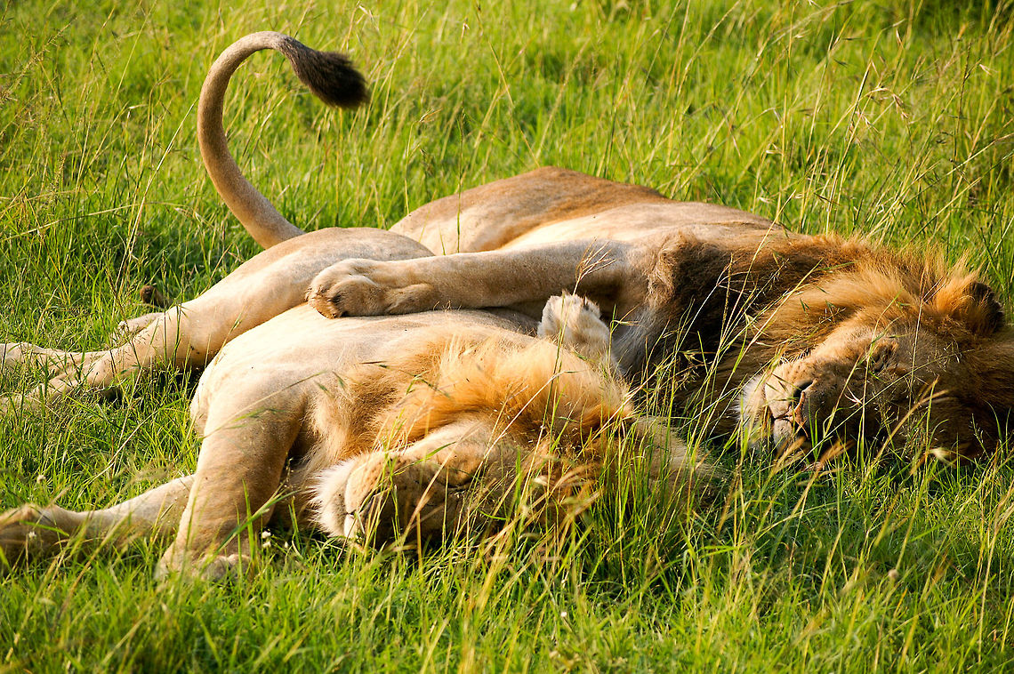 Two male lions sleeping, Maasai Mara, Kenya KONICA MINOLTA DIGITAL CAMERA Lion,Panthera leo