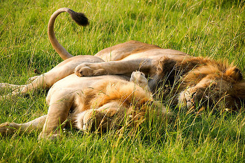 Two male lions sleeping, Maasai Mara, Kenya KONICA MINOLTA DIGITAL CAMERA Lion,Panthera leo