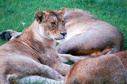 PICT0224 KONICA MINOLTA DIGITAL CAMERA Lion,Panthera leo