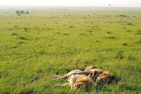 PICT0271 KONICA MINOLTA DIGITAL CAMERA Lion,Panthera leo