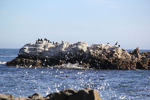 Laguna_Beach  Brandts Cormorant,Geotagged,Phalacrocorax penicillatus,United States