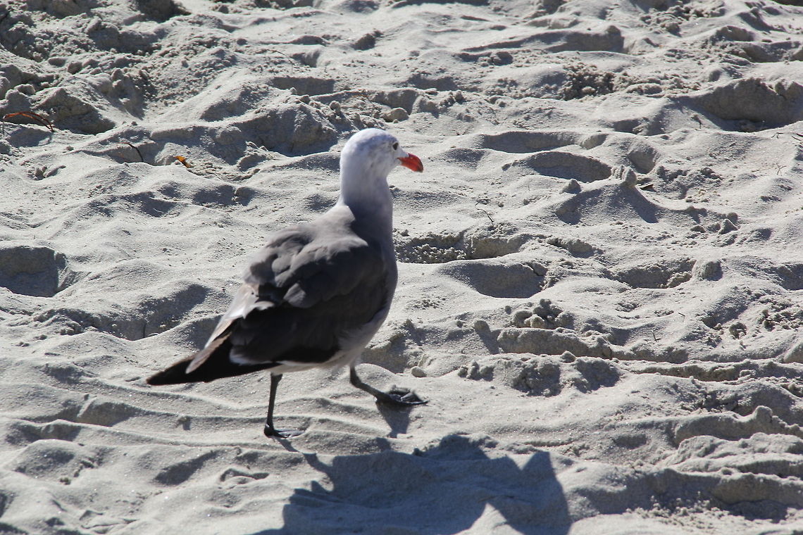 Seagull  Heermanns Gull,Larus heermanni