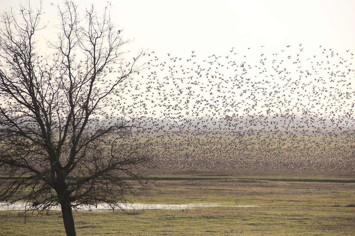 Stone_Lakes_National_Wildlife_Refuge