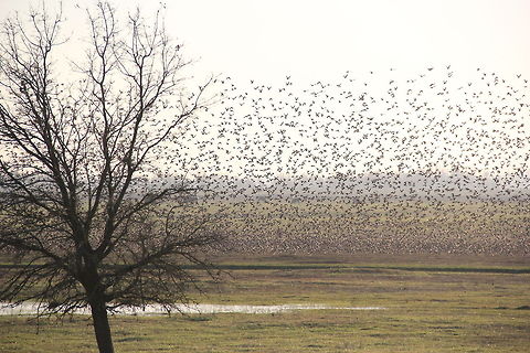 Stone_Lakes_National_Wildlife_Refuge