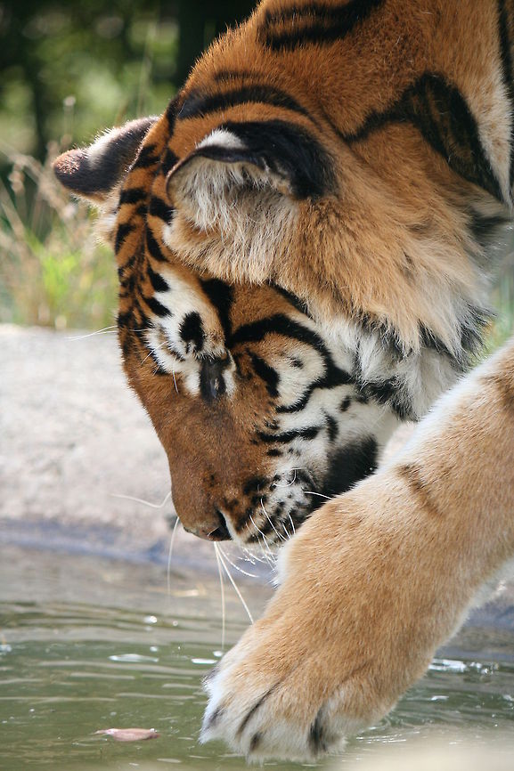tiger and leaf this was taken on a photographic day that my parents brought me as a gift, for such a beautiful unpredictable animal the lightness of its touch in the water to play with the leaf was surreal Panthera tigris,Tiger