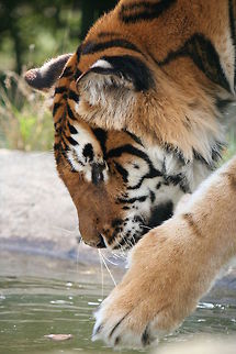 tiger and leaf this was taken on a photographic day that my parents brought me as a gift, for such a beautiful unpredictable animal the lightness of its touch in the water to play with the leaf was surreal Panthera tigris,Tiger