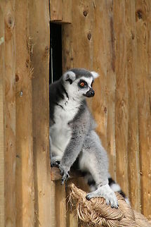 ring tailed lemur looking for lunch this was taken at a zoo in Sussex, UK, he was asleep inside until he heard the rattle of the food, hence the inquisitive look  Lemur catta,Ring-tailed lemur,zoo