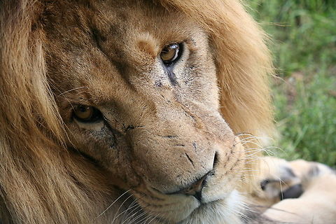 lion resting this was taken at a wildlife heritage park, i think his expressions shows how bored he was with all us photographers fussing and flashing around! Lion,Panthera leo