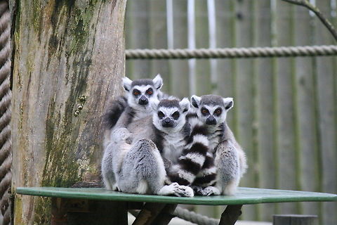 Group hug these cheeky little lemurs were avidly grooming each other until the movement of my camera lens caught their interest Lemur catta,Ring-tailed lemur,zoo