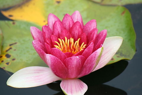 water lily taken whilst out walking and stumbling across a beautiful private lake, on seeing the owner i had to ask whether it would be possible to get a closer look at this beautiful specimen Nymphaea pygmaea