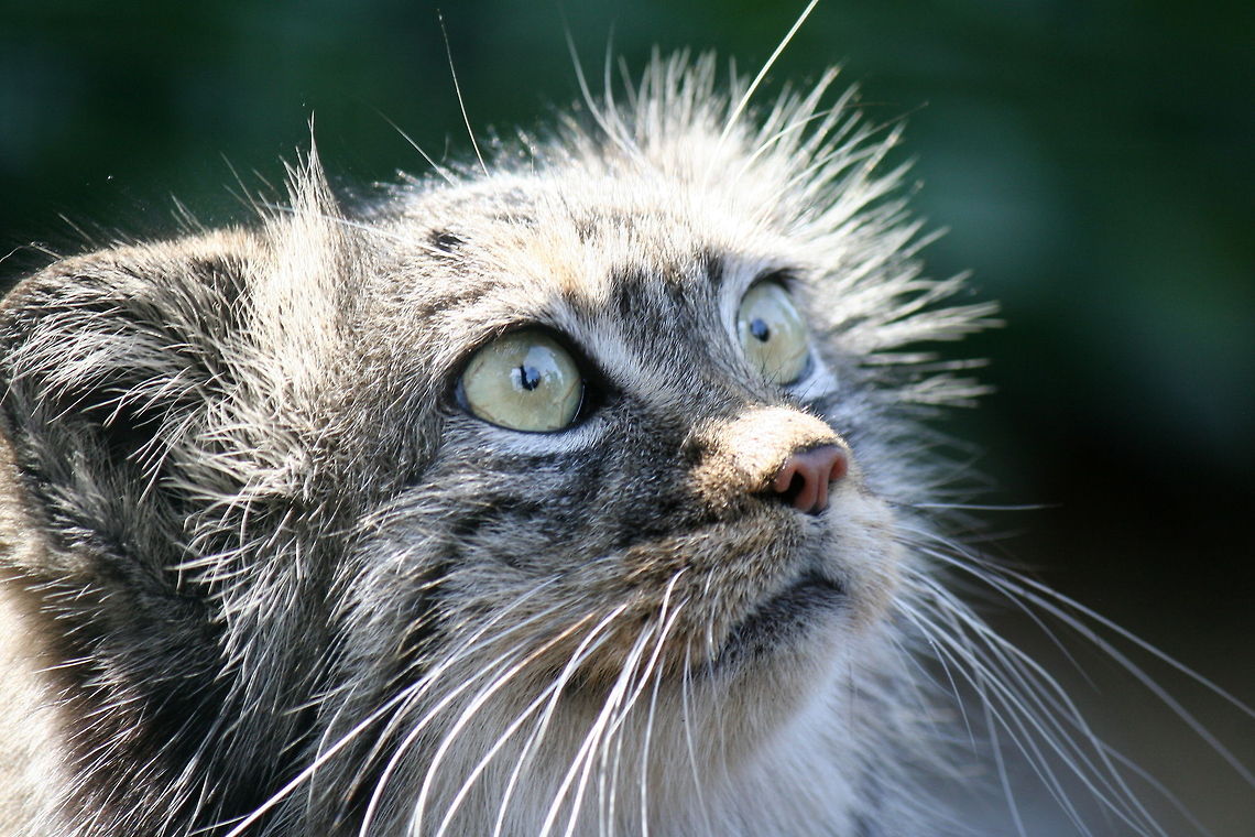 the longing look This was taken at a wildlife heritage park she was beautiful but her species escapes my memory... Otocolobus manul,Pallass cat