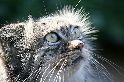 the longing look This was taken at a wildlife heritage park she was beautiful but her species escapes my memory... Otocolobus manul,Pallass cat
