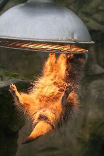 roasting...... this cheeky little chap was certainly playing up for the camera, taken at drusillas zoo, Sussex Meerkat,Suricata suricatta