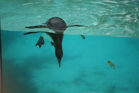 penguin showing off his diving skills This was taken at London Zoo during penguin feeding time Humboldt Penguin,London zoo,Spheniscus humboldti