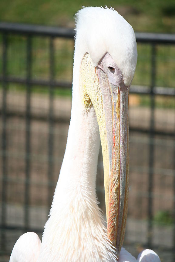 nothing to do but preen! Taken at London zoo Great White Pelican,London zoo,Pelecanus onocrotalus