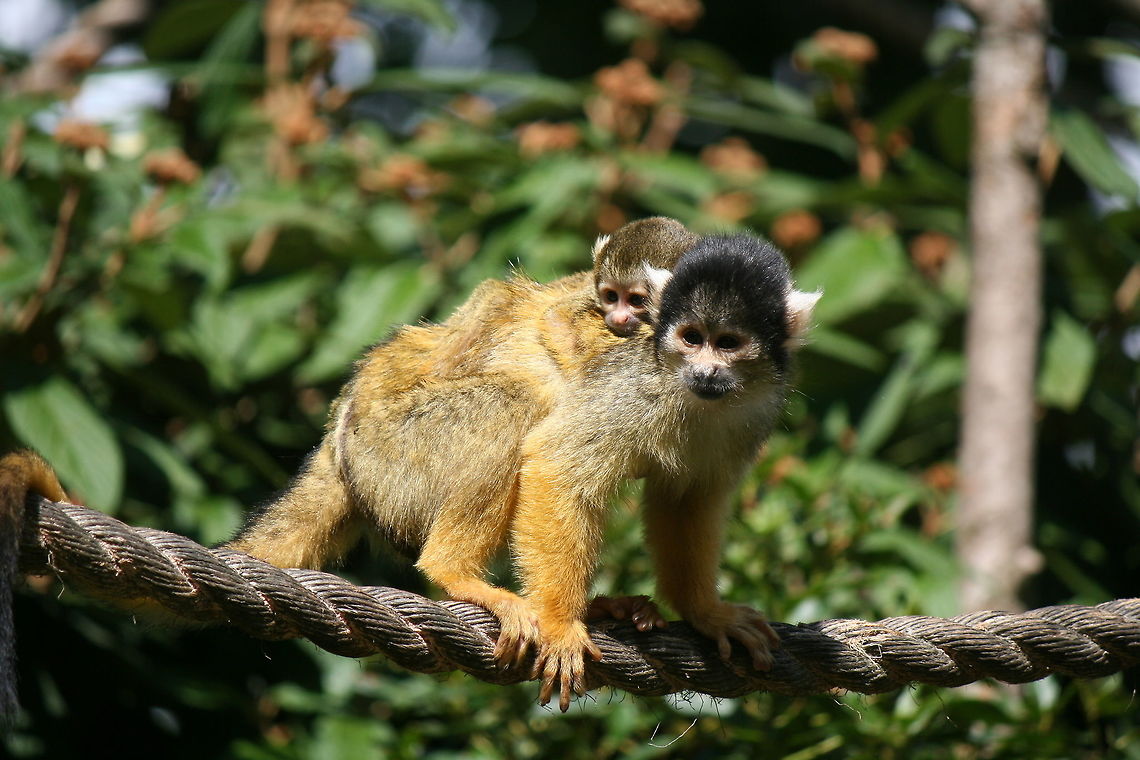 piggyback Another great moment at London zoo Black-capped squirrel monkey,London zoo,Saimiri boliviensis,Zoo