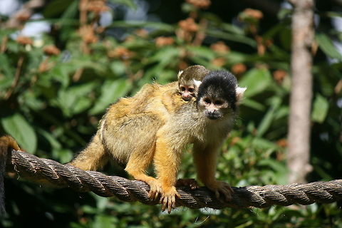 piggyback Another great moment at London zoo Black-capped squirrel monkey,London zoo,Saimiri boliviensis,Zoo