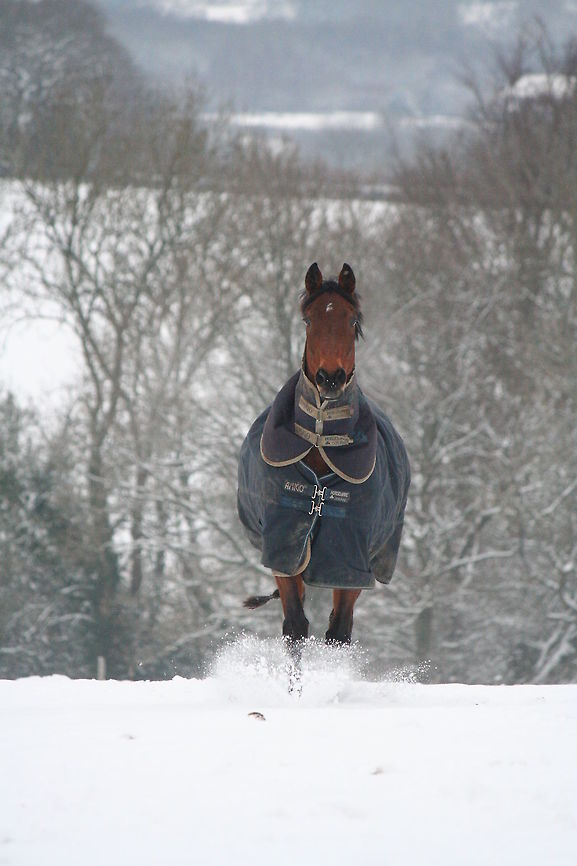 dashing through the snow taken on our farm Domestic horse,Equus ferus caballus