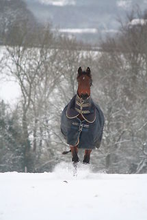 dashing through the snow taken on our farm Domestic horse,Equus ferus caballus