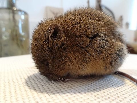 a little snooze.... came home from work and this little creature was resting on my floor cushion...it was brought in by one of my cats but 100% alive!