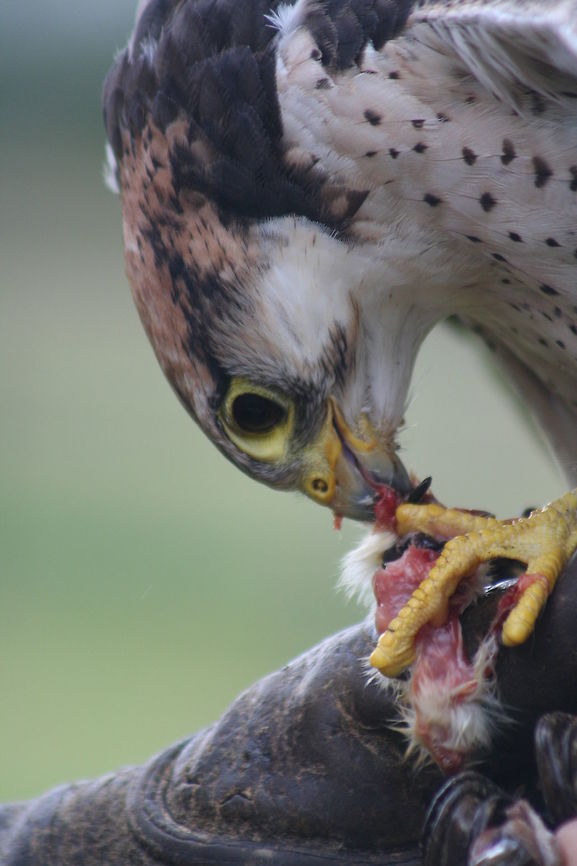 lunchtime..... This was taken at Knock Hatch in East Sussex