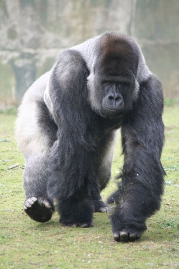 charrgeeeee !!! This gorilla charge was taken at Port Lympne wildlife park Gorilla gorilla,Western gorilla,Zoo