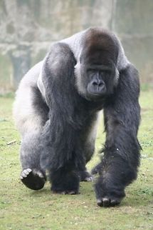 charrgeeeee !!! This gorilla charge was taken at Port Lympne wildlife park Gorilla gorilla,Western gorilla,Zoo