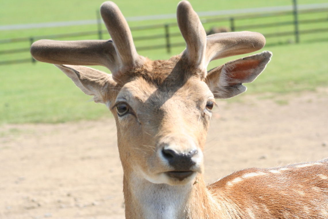 oh deer! this was taken at Longleat.... shortly after the little snout appeared through the window and enjoyed my crisps!