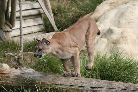 safe landings This was taken at a wildlife heritage park Cougar,Puma concolor