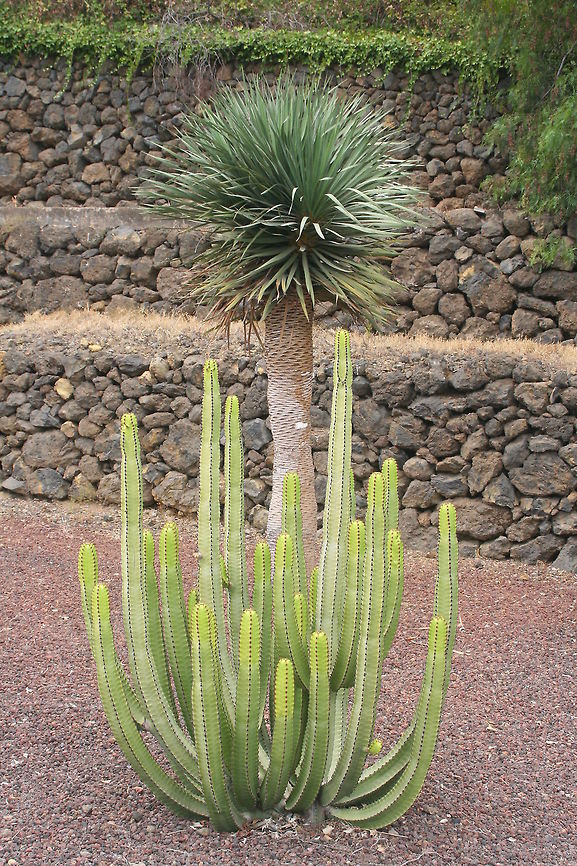 a little prickly... I took this whilst on holiday in tenerife visiting a pyramid site.