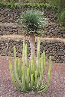 a little prickly... I took this whilst on holiday in tenerife visiting a pyramid site.