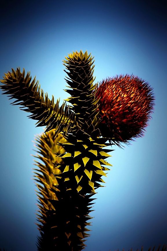 monkey puzzle tree This tree is on the farm where we live. Araucaria araucana