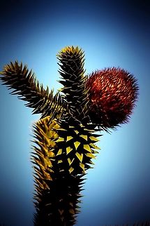 monkey puzzle tree This tree is on the farm where we live. Araucaria araucana