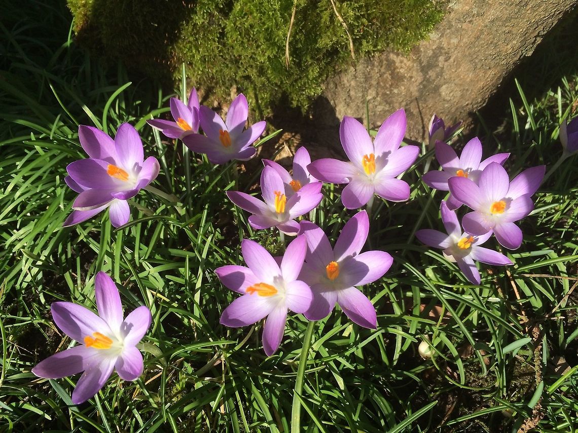 crocus beautiful display from my nan&#039;s garden