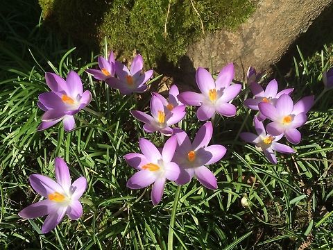 crocus beautiful display from my nan's garden