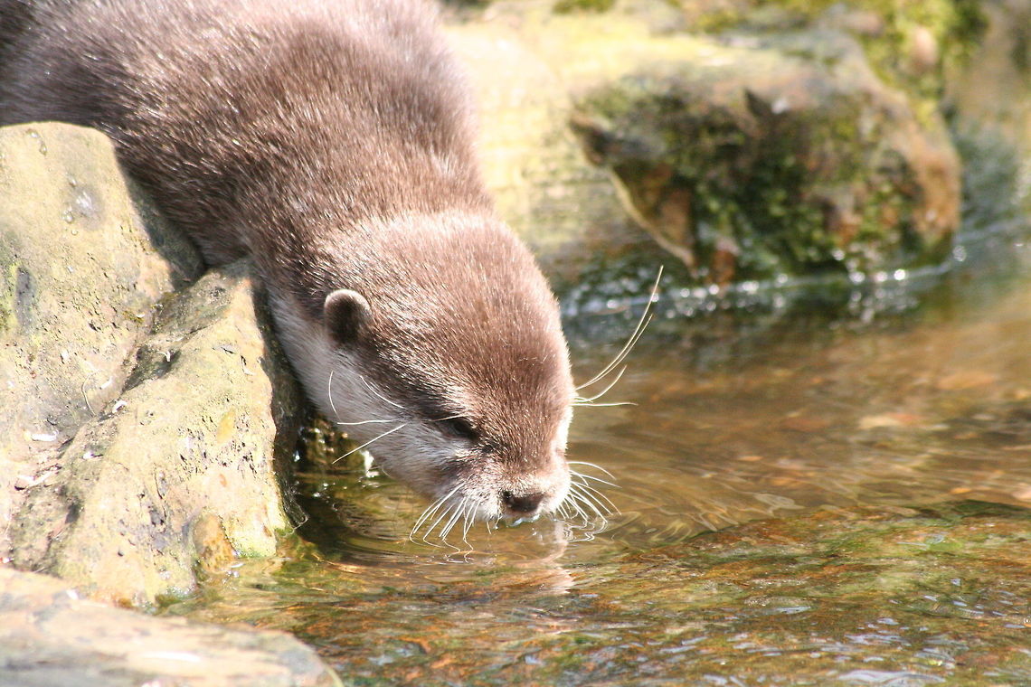 thirsty work... British otter taken at druisillas Zoo, East Sussex Aonyx cinerea,European otter,Lutra lutra,Oriental small-clawed otter,Zoo