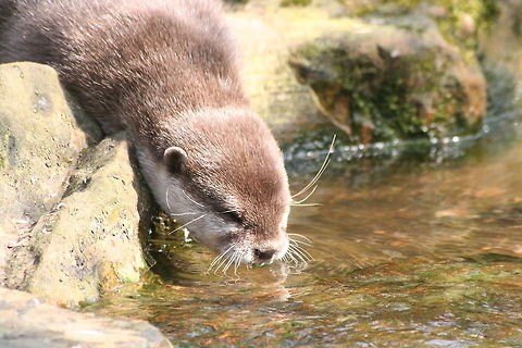thirsty work... British otter taken at druisillas Zoo, East Sussex Aonyx cinerea,European otter,Lutra lutra,Oriental small-clawed otter,Zoo