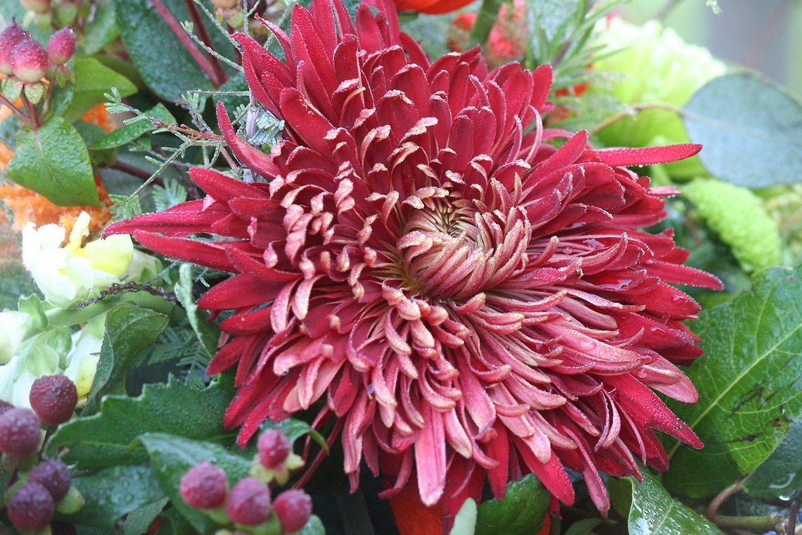 blooming lovely !! saw this in a beautiful bouquet , unfortunately at a cemetery... Chrysanthemum morifolium