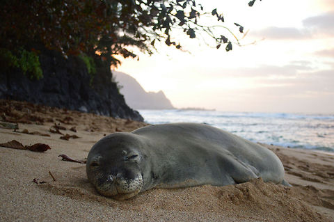 Hawaiian Monk Seal at sunset Seal on the North Shore of Kauai at sunset in January. Geotagged,Hawaiian monk seal,Monachus schauinslandi,United States