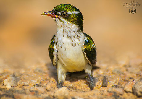 Didric Cuckoo Chrysococcyx caprius,Diederik cuckoo,Geotagged,Oman